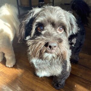 Meet your Posher, Emery